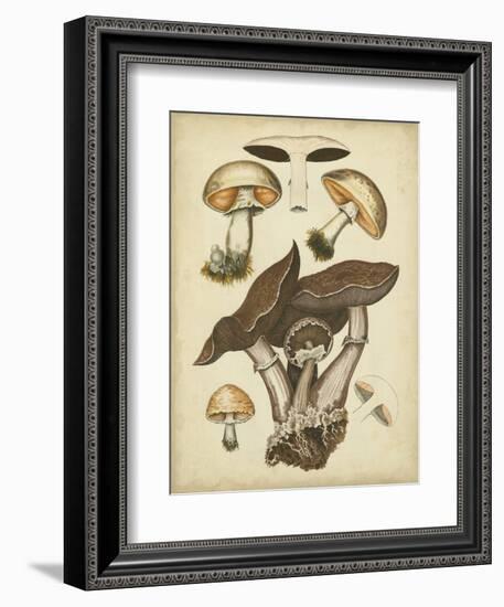 Antique Mushrooms II-H. Furrer-Framed Art Print