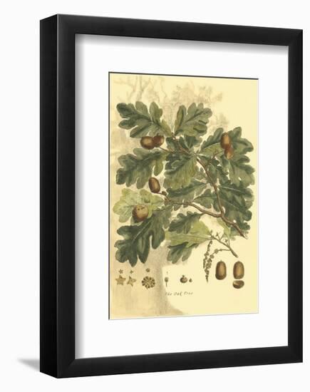 Antique Oak Tree-John Miller (Johann Sebastien Mueller)-Framed Art Print