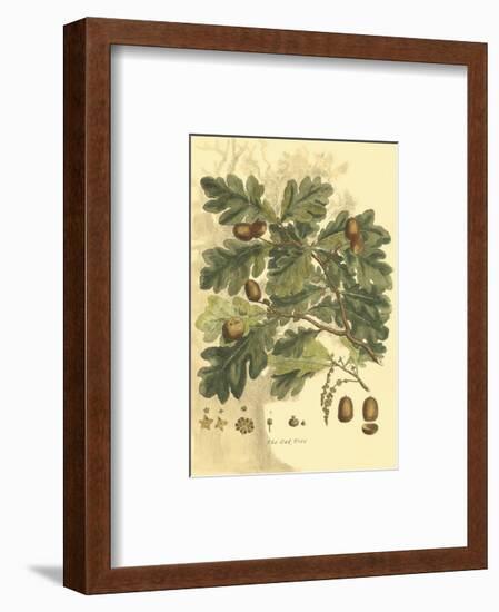 Antique Oak Tree-John Miller (Johann Sebastien Mueller)-Framed Art Print