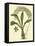 Antique Orchid Study IV-Syndenham Edwards-Framed Stretched Canvas