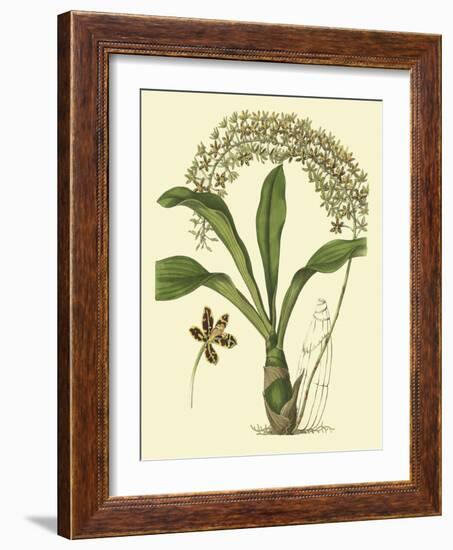 Antique Orchid Study IV-Syndenham Edwards-Framed Art Print
