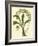 Antique Orchid Study IV-Syndenham Edwards-Framed Art Print