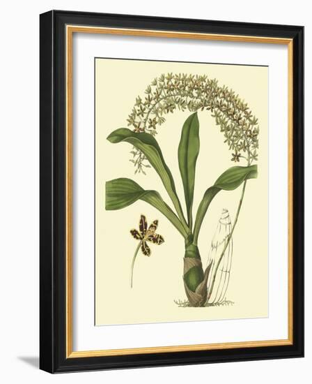Antique Orchid Study IV-Syndenham Edwards-Framed Art Print