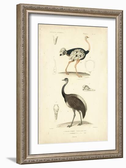 Antique Ostrich Study-N. Remond-Framed Art Print