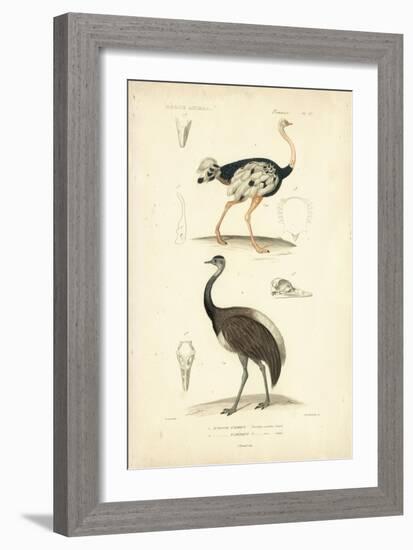 Antique Ostrich Study-N. Remond-Framed Art Print