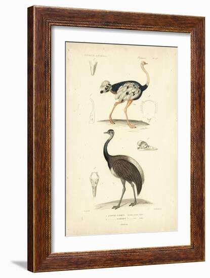 Antique Ostrich Study-N. Remond-Framed Art Print