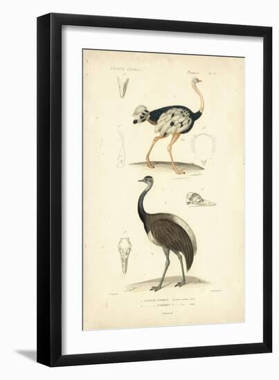 Antique Ostrich Study-N. Remond-Framed Art Print