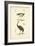 Antique Ostrich Study-N. Remond-Framed Art Print