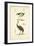 Antique Ostrich Study-N. Remond-Framed Art Print