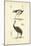 Antique Ostrich Study-N. Remond-Mounted Art Print