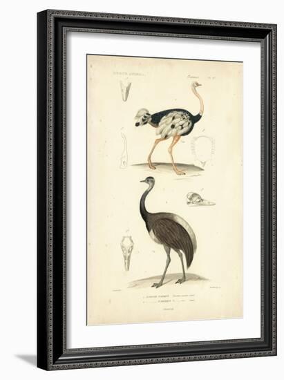 Antique Ostrich Study-N. Remond-Framed Art Print