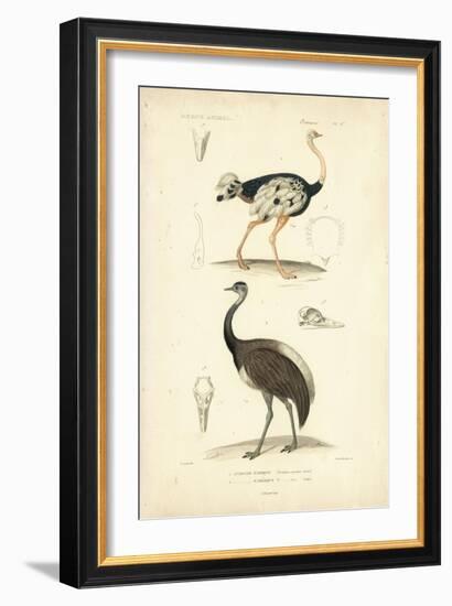 Antique Ostrich Study-N. Remond-Framed Art Print