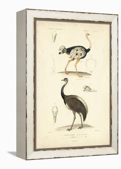 Antique Ostrich Study-N. Remond-Framed Stretched Canvas