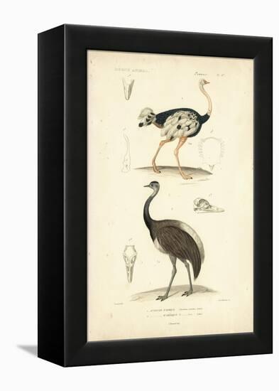 Antique Ostrich Study-N. Remond-Framed Stretched Canvas