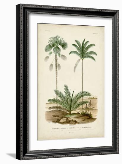 Antique Palm Collection V-M. Charles D'Orbigny-Framed Art Print