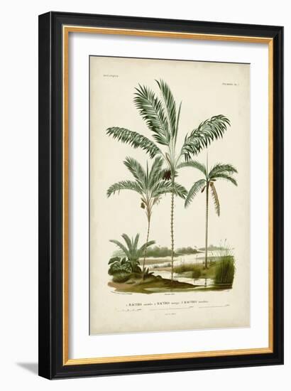 Antique Palm Collection VII-M. Charles D'Orbigny-Framed Art Print