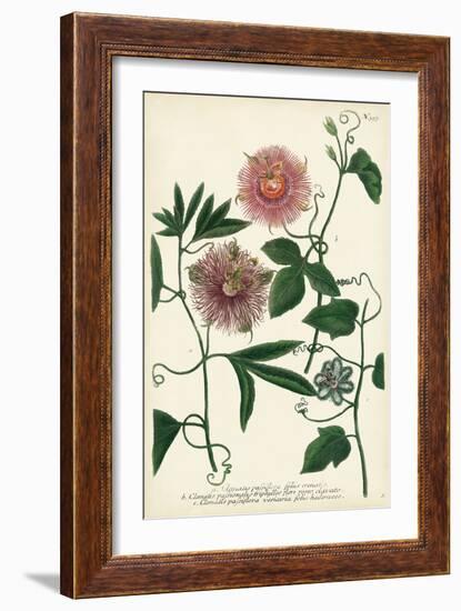 Antique Passion Flower I-Weinmann-Framed Premium Giclee Print