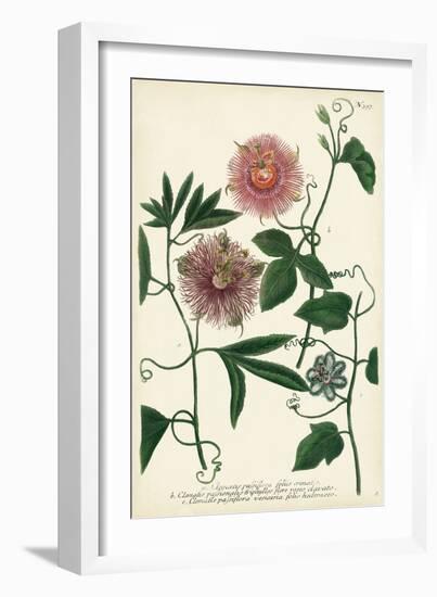 Antique Passion Flower I-Weinmann-Framed Premium Giclee Print