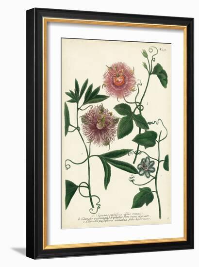 Antique Passion Flower I-Weinmann-Framed Premium Giclee Print