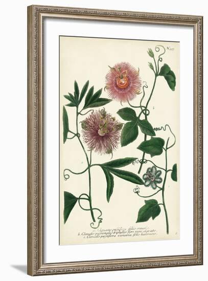 Antique Passion Flower I-Weinmann-Framed Art Print