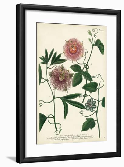Antique Passion Flower I-Weinmann-Framed Art Print