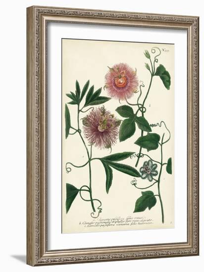 Antique Passion Flower I-Weinmann-Framed Art Print