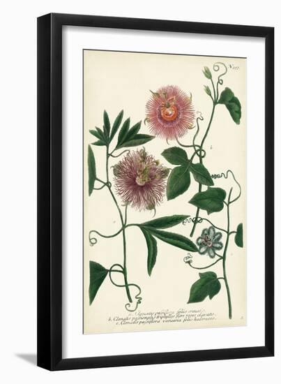 Antique Passion Flower I-Weinmann-Framed Art Print