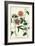 Antique Passion Flower I-Weinmann-Framed Art Print