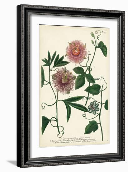 Antique Passion Flower I-Weinmann-Framed Art Print