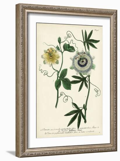 Antique Passion Flower II-Weinmann-Framed Art Print