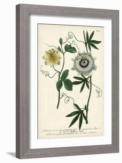 Antique Passion Flower II-Weinmann-Framed Premium Giclee Print