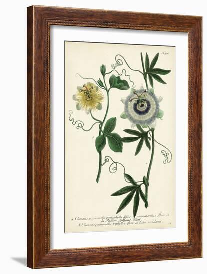 Antique Passion Flower II-Weinmann-Framed Premium Giclee Print