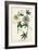 Antique Passion Flower II-Weinmann-Framed Premium Giclee Print