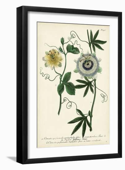 Antique Passion Flower II-Weinmann-Framed Premium Giclee Print