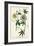 Antique Passion Flower II-Weinmann-Framed Premium Giclee Print