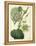 Antique Passionflower I-M. Hart-Framed Stretched Canvas