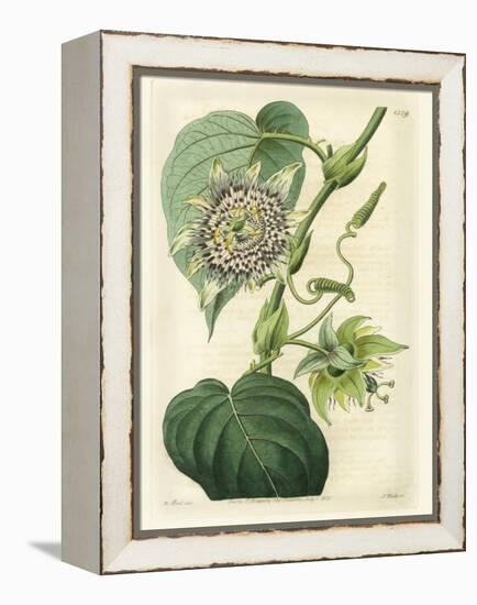 Antique Passionflower I-M. Hart-Framed Stretched Canvas