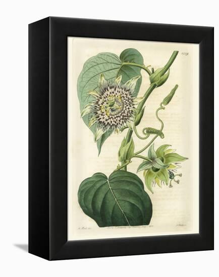 Antique Passionflower I-M. Hart-Framed Stretched Canvas