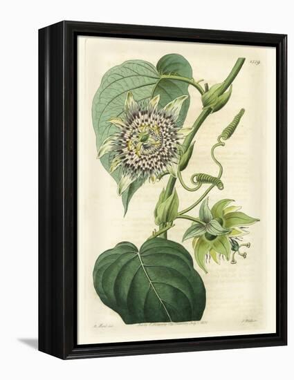 Antique Passionflower I-M. Hart-Framed Stretched Canvas