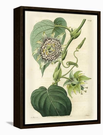 Antique Passionflower I-M. Hart-Framed Stretched Canvas