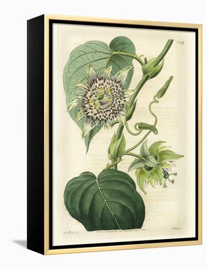 Antique Passionflower I-M. Hart-Framed Stretched Canvas