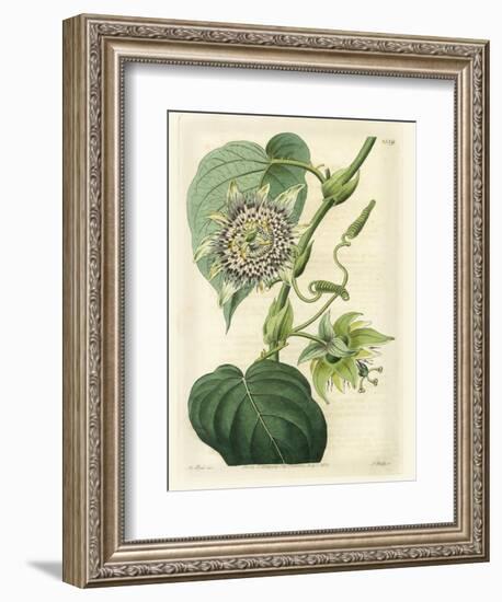 Antique Passionflower I-M. Hart-Framed Premium Giclee Print