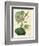 Antique Passionflower I-M. Hart-Framed Premium Giclee Print