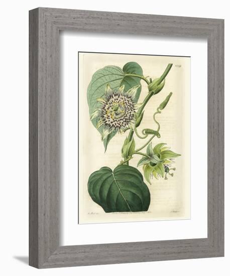 Antique Passionflower I-M. Hart-Framed Premium Giclee Print