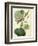 Antique Passionflower I-M. Hart-Framed Premium Giclee Print