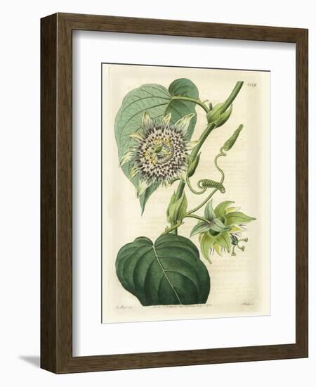 Antique Passionflower I-M. Hart-Framed Premium Giclee Print