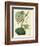 Antique Passionflower I-M. Hart-Framed Premium Giclee Print