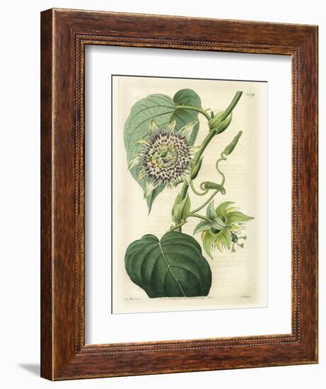 Antique Passionflower I-M. Hart-Framed Premium Giclee Print