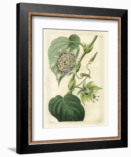 Antique Passionflower I-M. Hart-Framed Premium Giclee Print