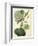 Antique Passionflower I-M. Hart-Framed Premium Giclee Print